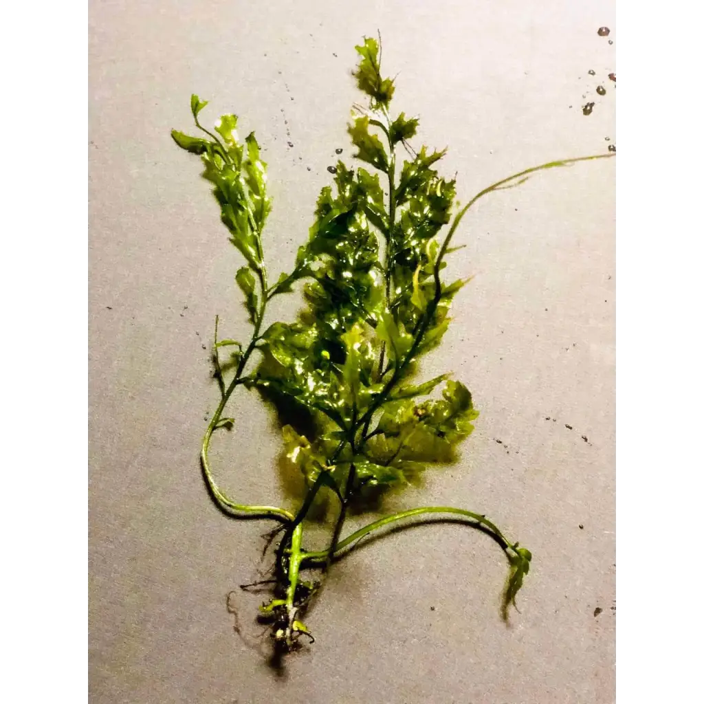 Bolbitus ( 2 leaf on Rhizome )