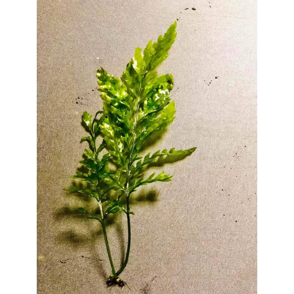 Bolbitus ( 2 leaf on Rhizome )