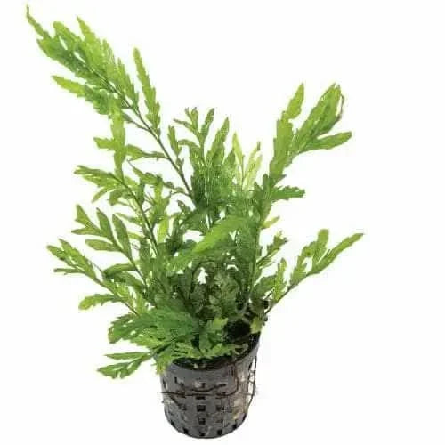 Green aquatic plant in a black plastic pot.