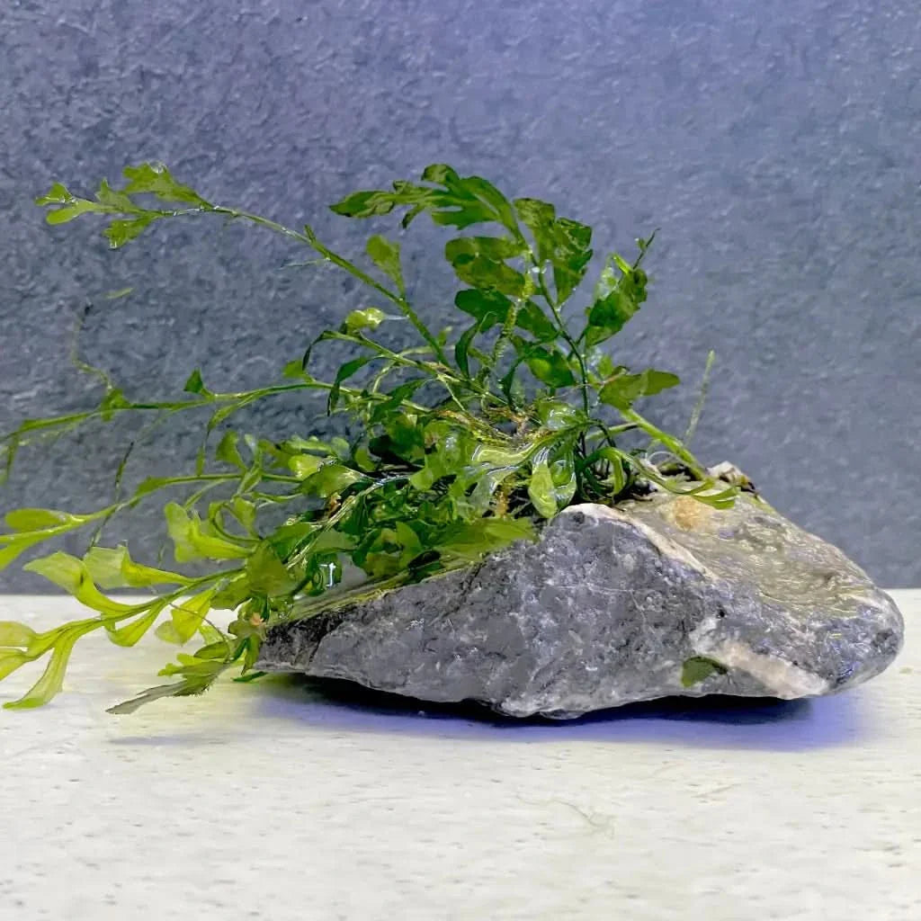 Green plant on gray rock.