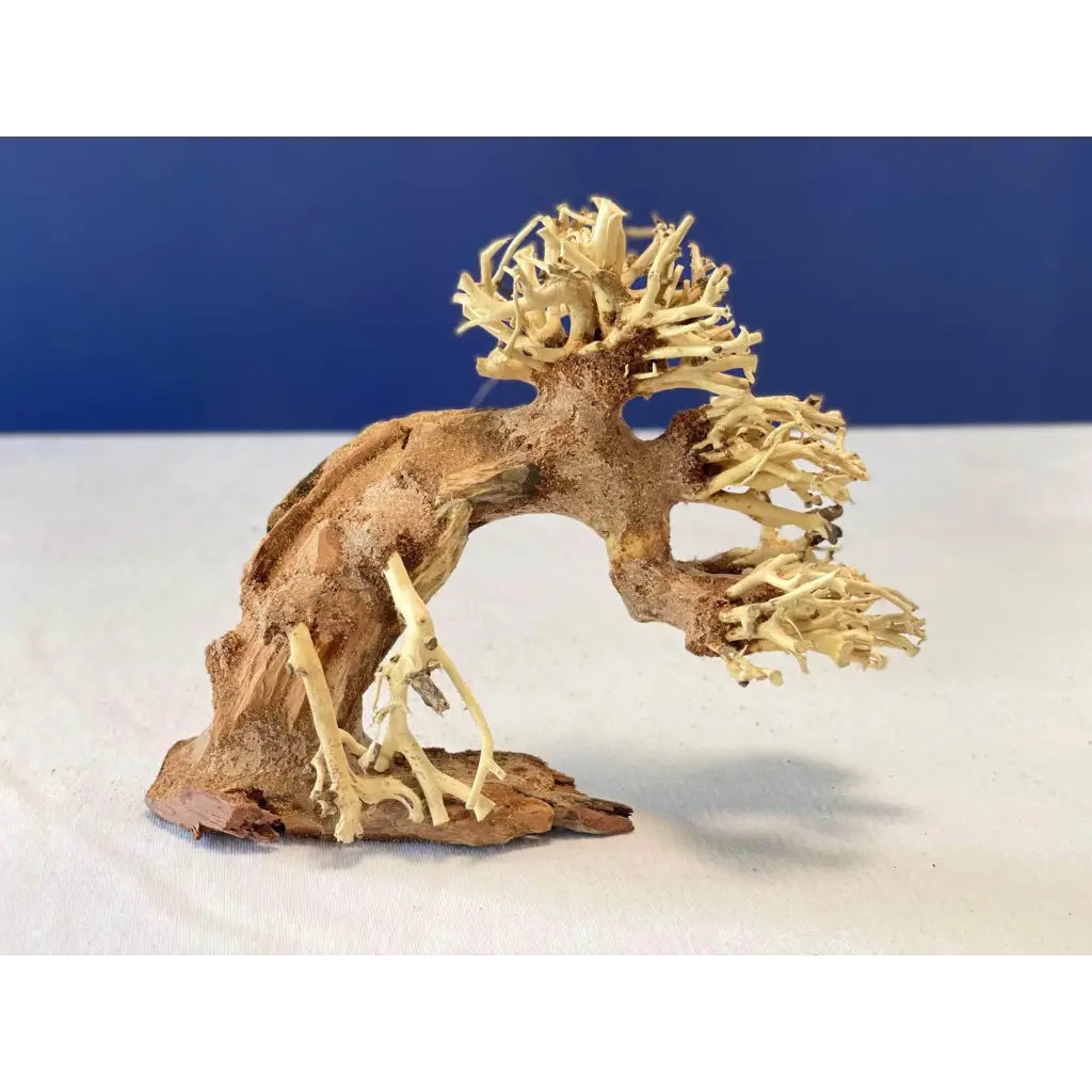 Bonsai Driftwood Tree AS2 - 20cmX15cmX10cm