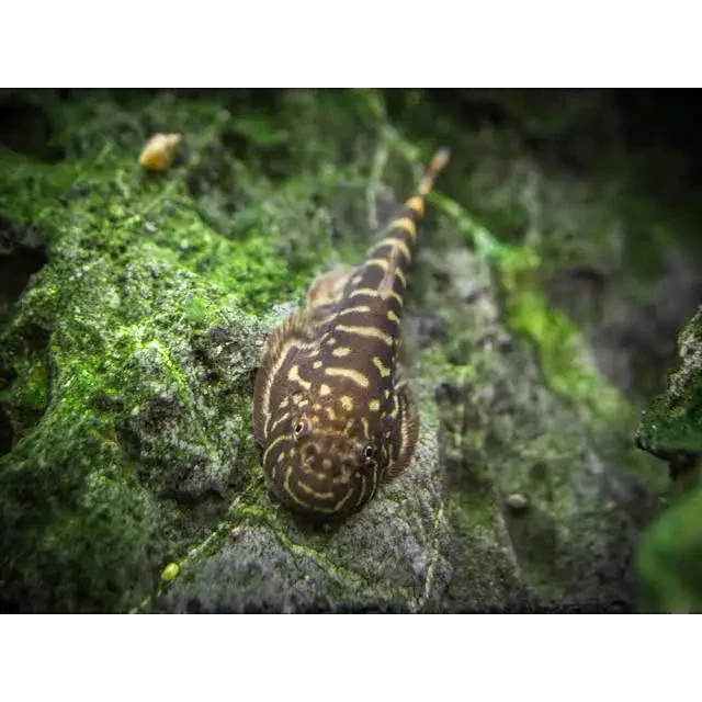 Striped pleco fish.