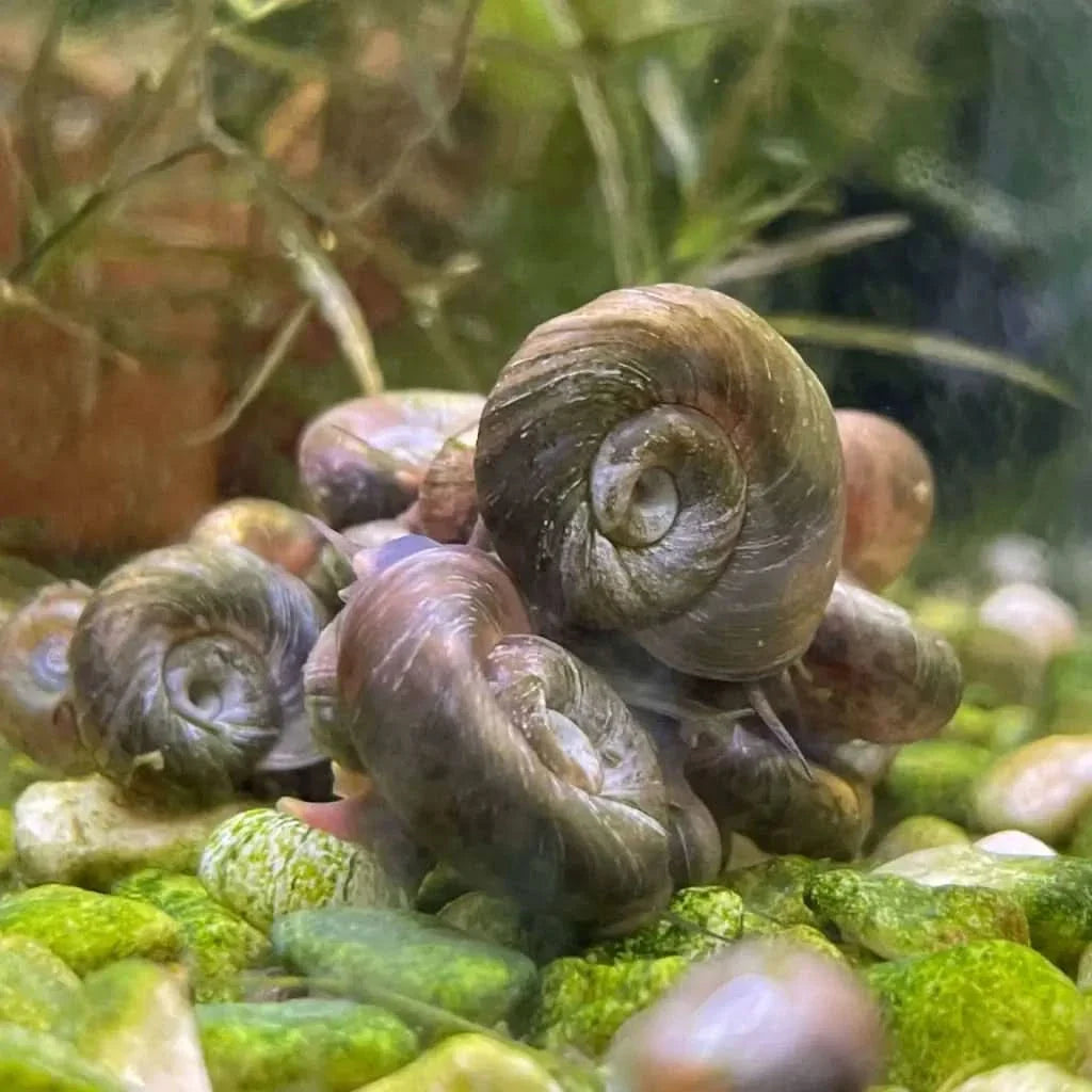 Pile of brown ramshorn snails.