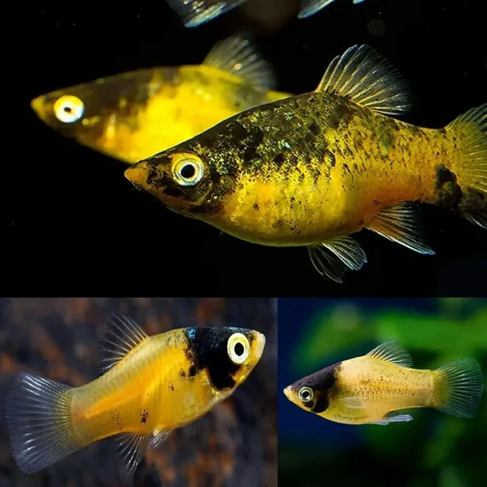 Golden and black molly fish.