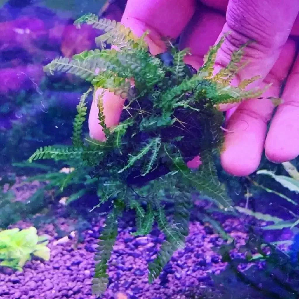 Aquatic moss ball.