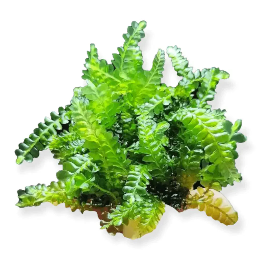 Cameroon Moss