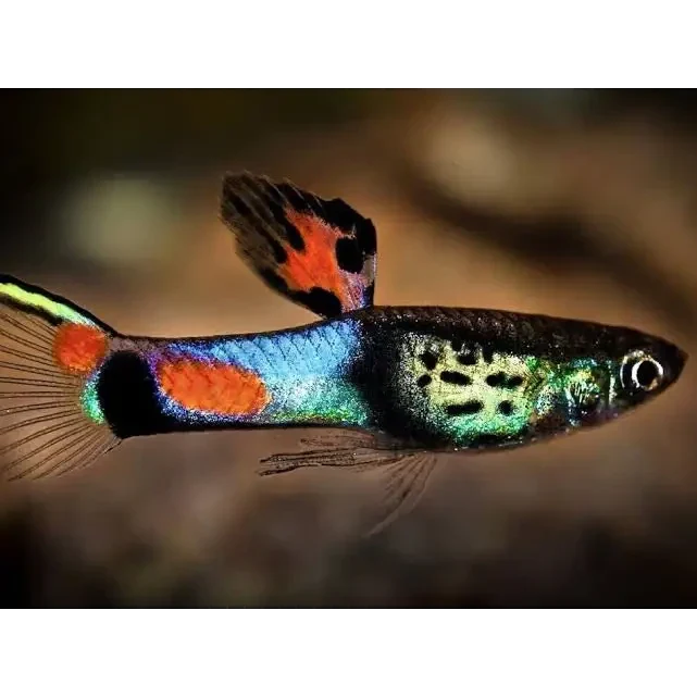 Colorful guppy fish.