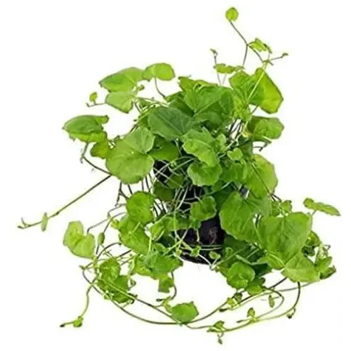 Green creeping plant.