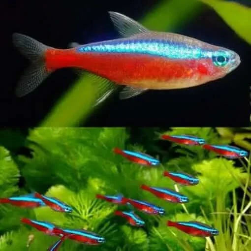 Neon tetra fish.