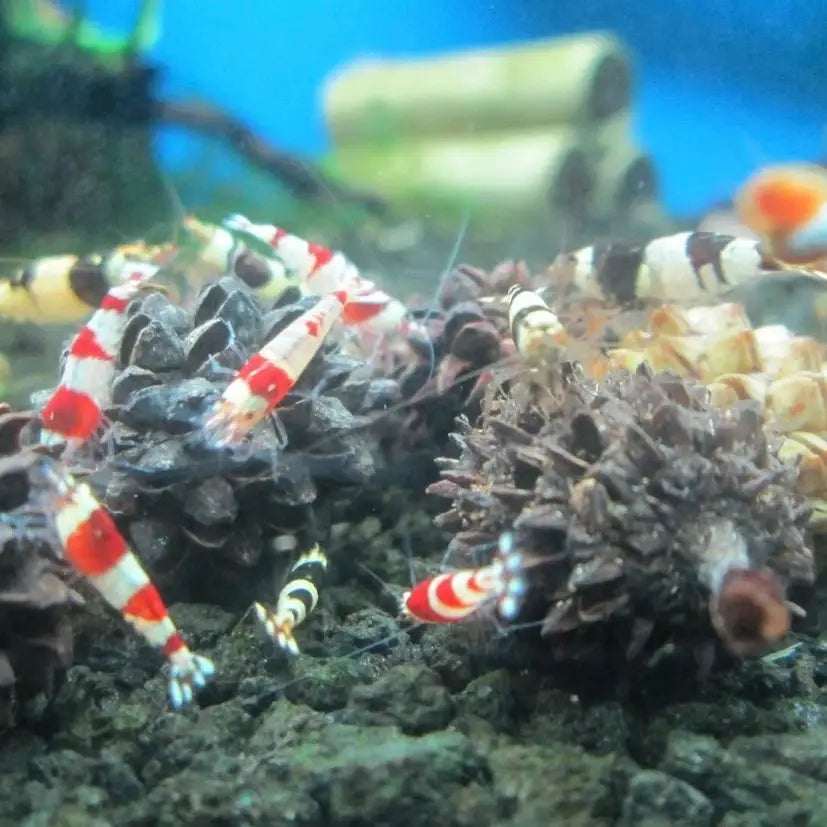 A group of red and white striped shrimp and black and white striped shrimp.