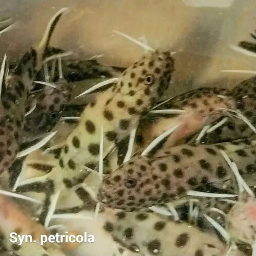 Spotted catfish with dark, round markings on a pale body and long white whiskers.