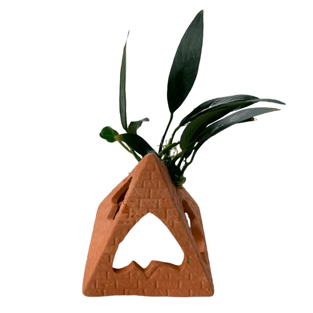 Ceramic Pyramid With Assorted Anubias
