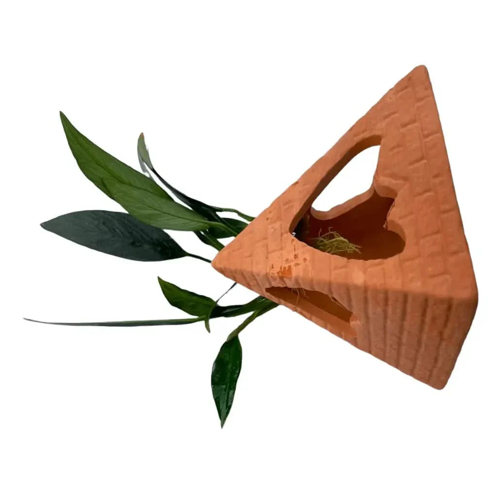 Triangular terracotta aquarium hideaway with green plants.