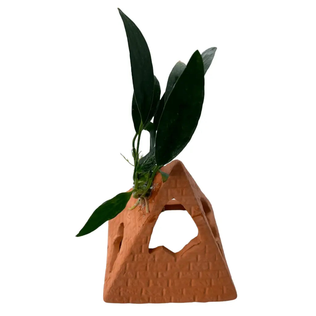 Ceramic Pyramid With Assorted Anubias