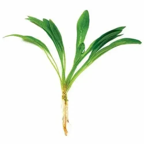 Green leafy plant with roots.