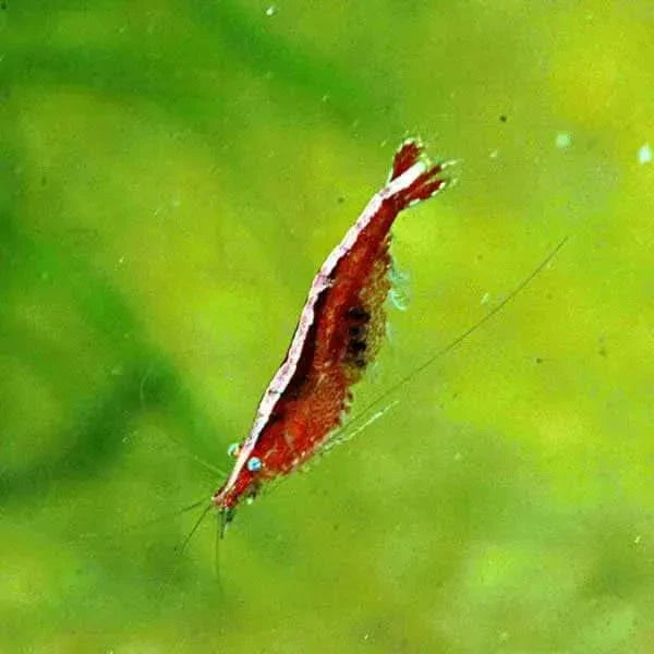 Red and white striped shrimp.