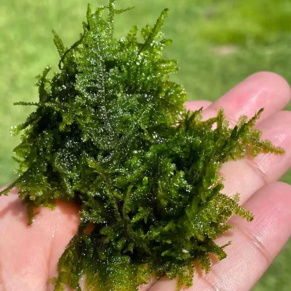 Clump of vibrant green aquatic moss.