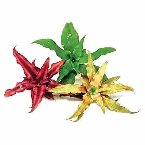 Three colorful bromeliads.