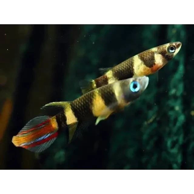 Two banded panchax fish.
