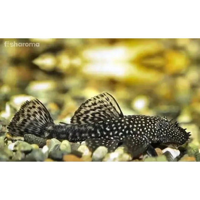 Spotted black and white bristlenose pleco.
