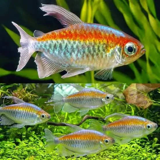 Colorful tetra fish.