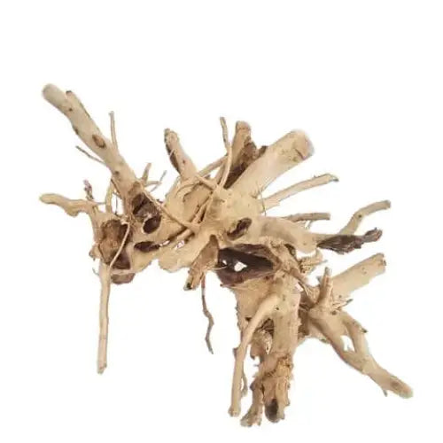 Congo Wood 20CM
