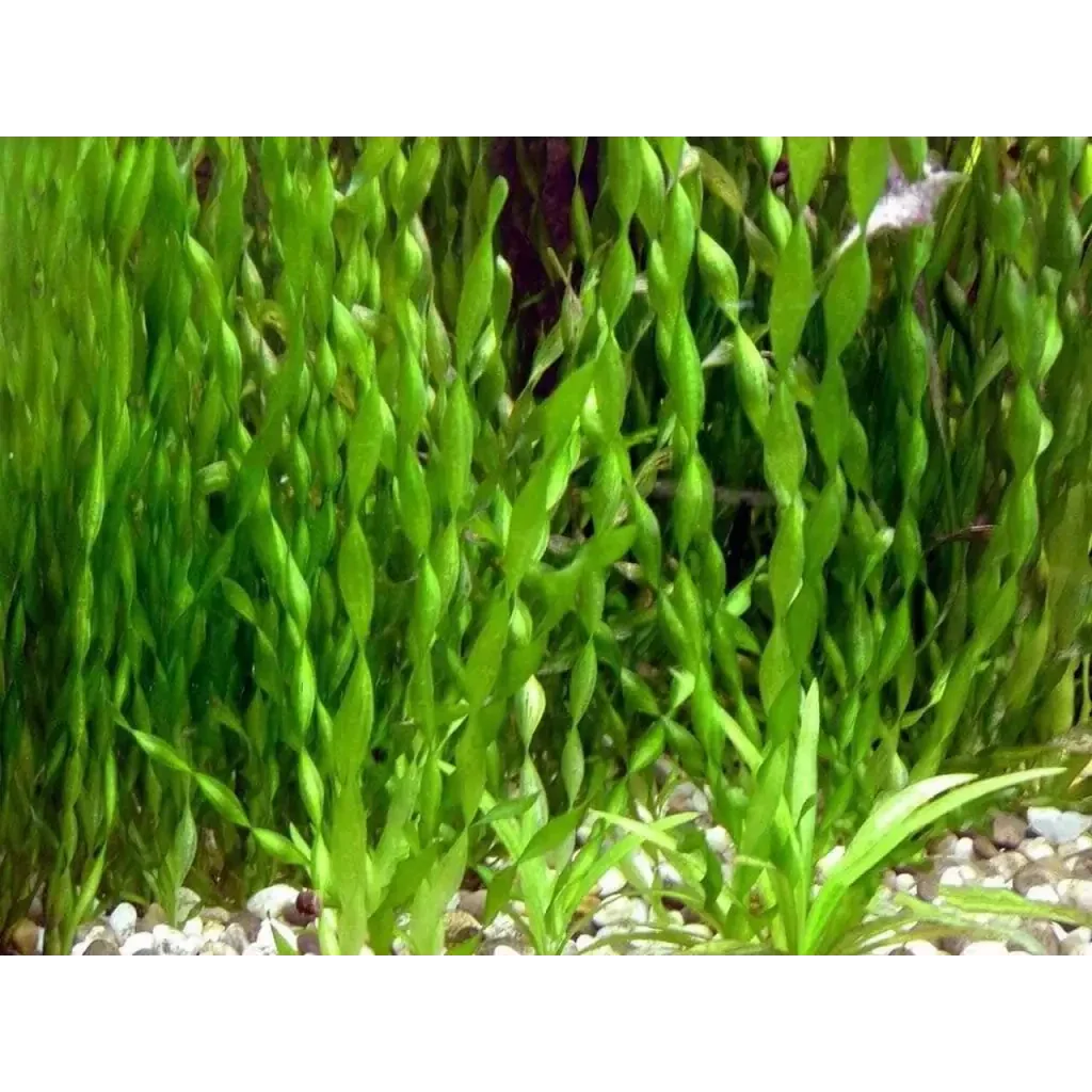 Aquatic green twisted Vallisneria plants.