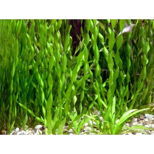 Contortionist vallisneria Bunch