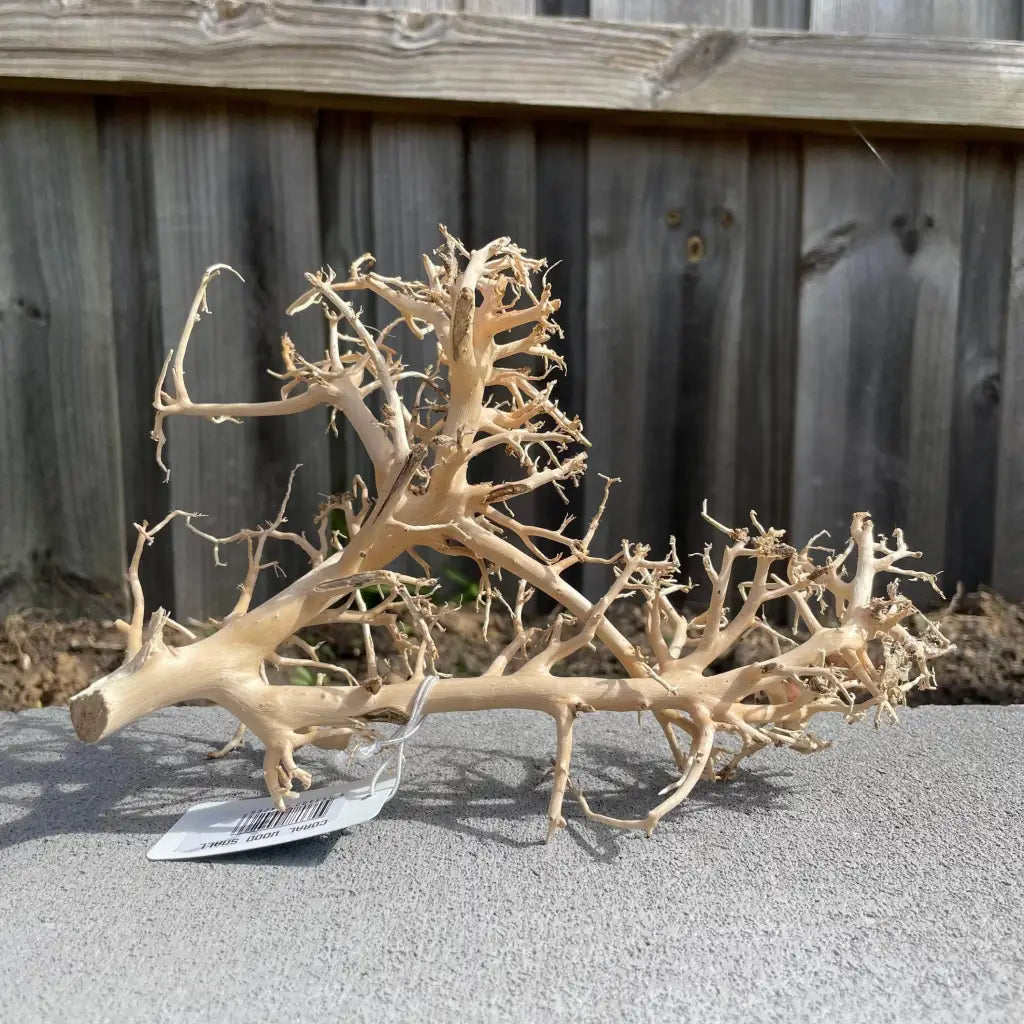 Coral Wood