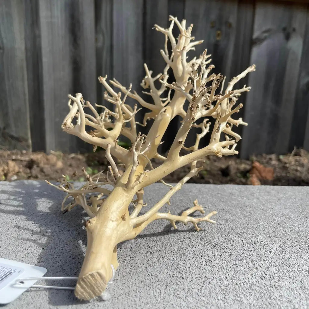 Coral Wood