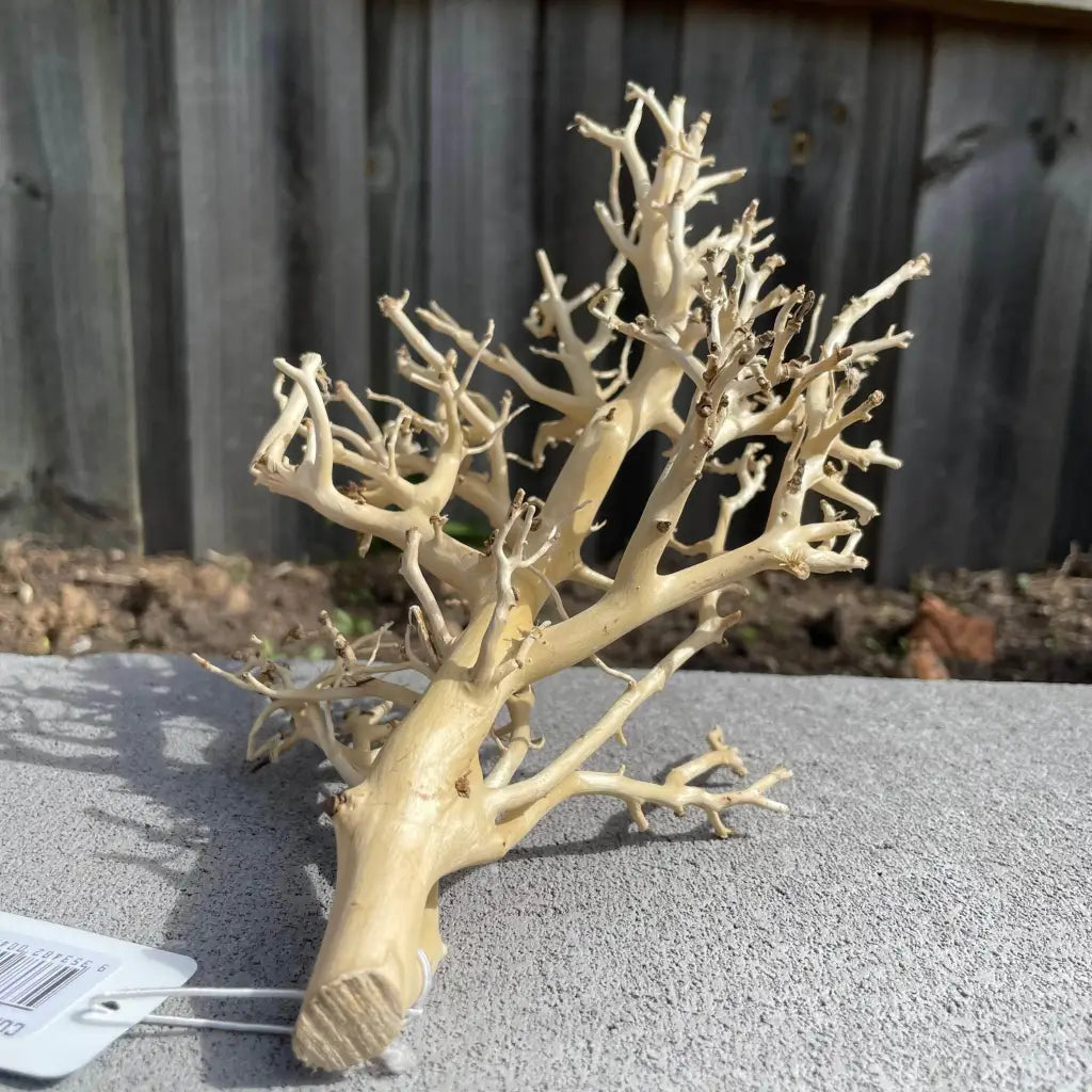 Coral Wood