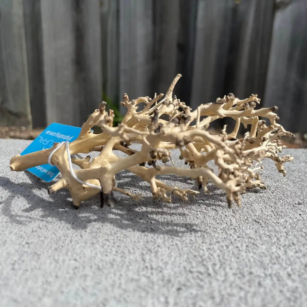 Coral Wood