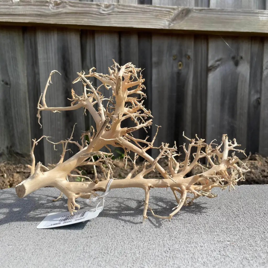 Coral Wood
