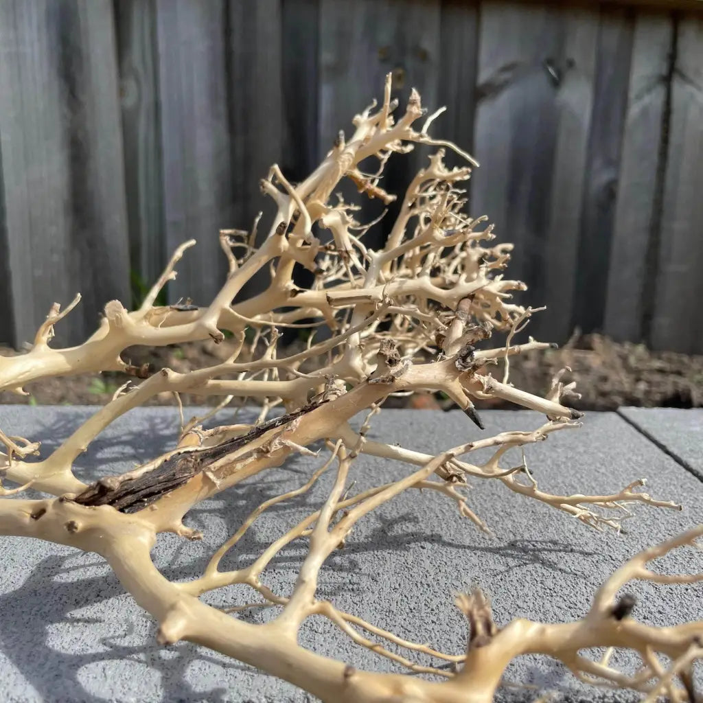 Coral Wood