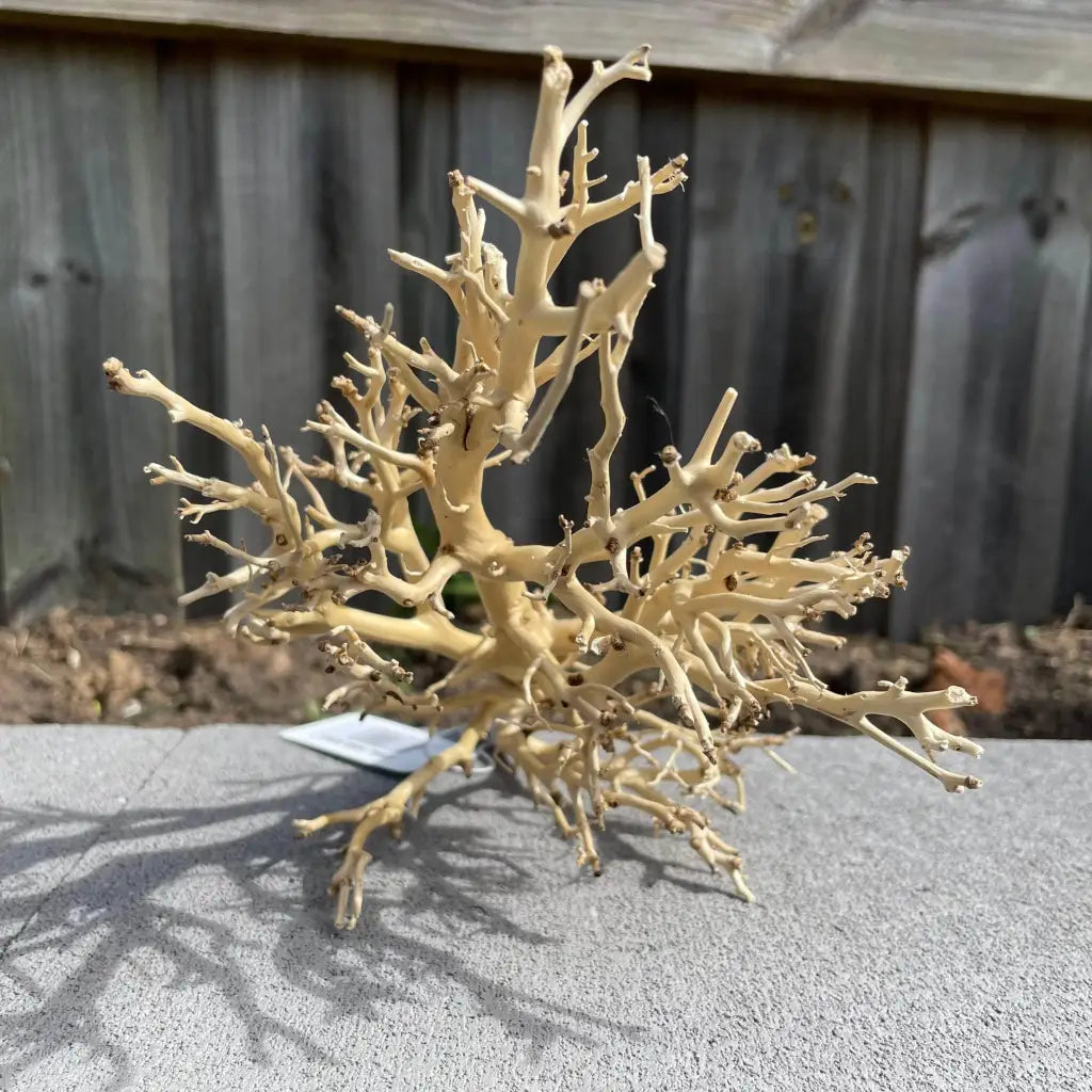 Coral Wood