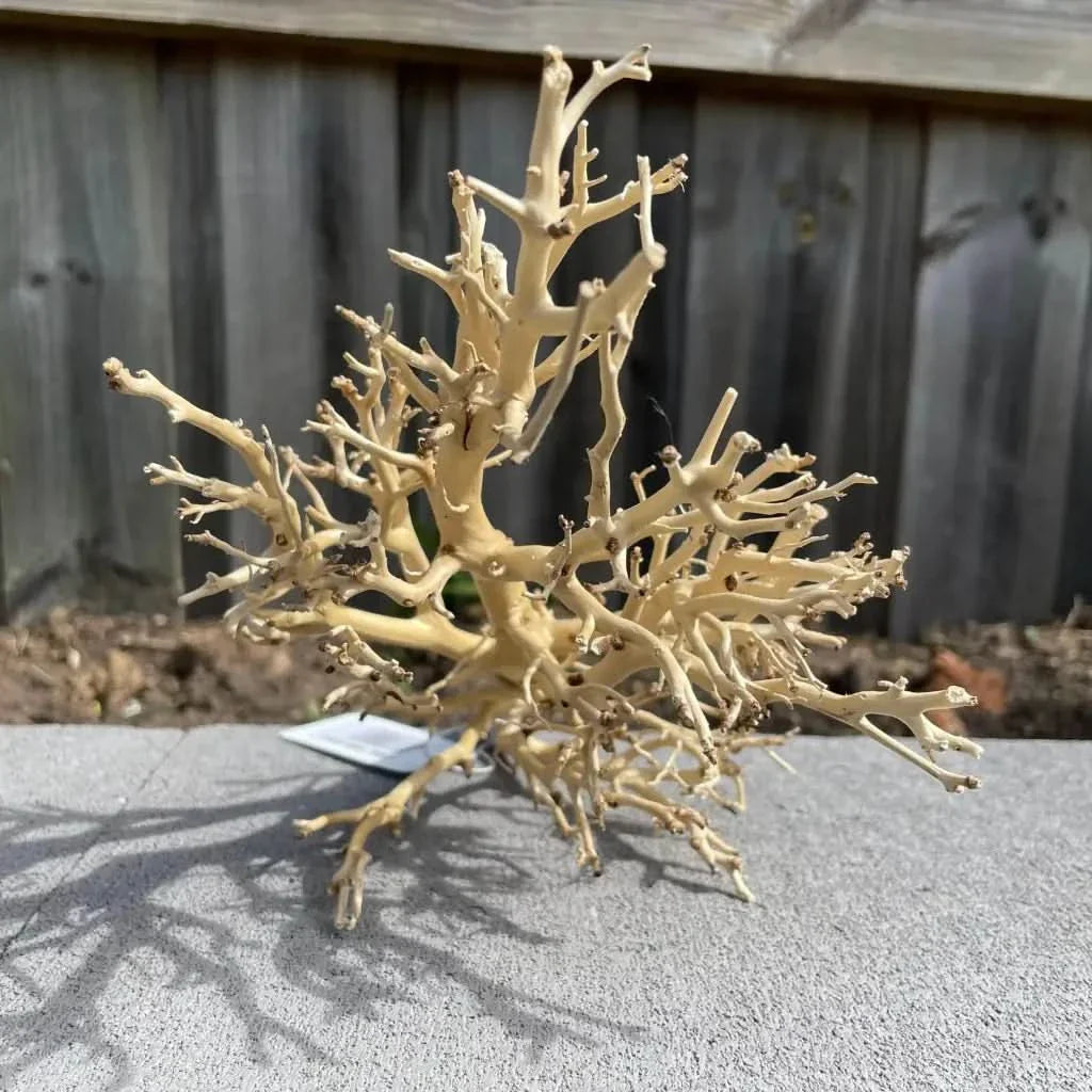 Intricate, bleached-white driftwood.