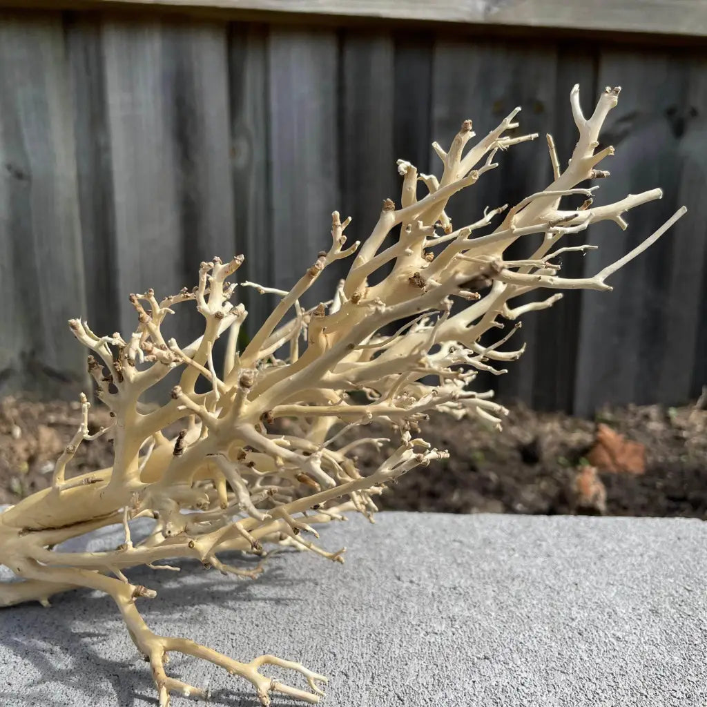 Coral Wood
