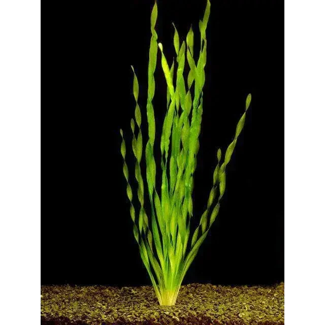 Bright green twisted aquarium plant.