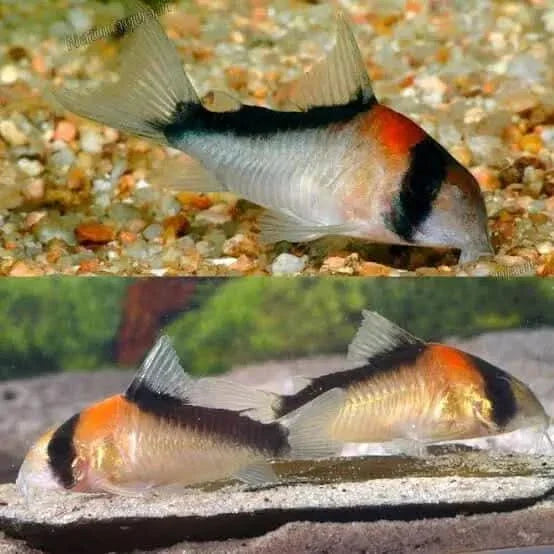 Panda Corydoras fish.