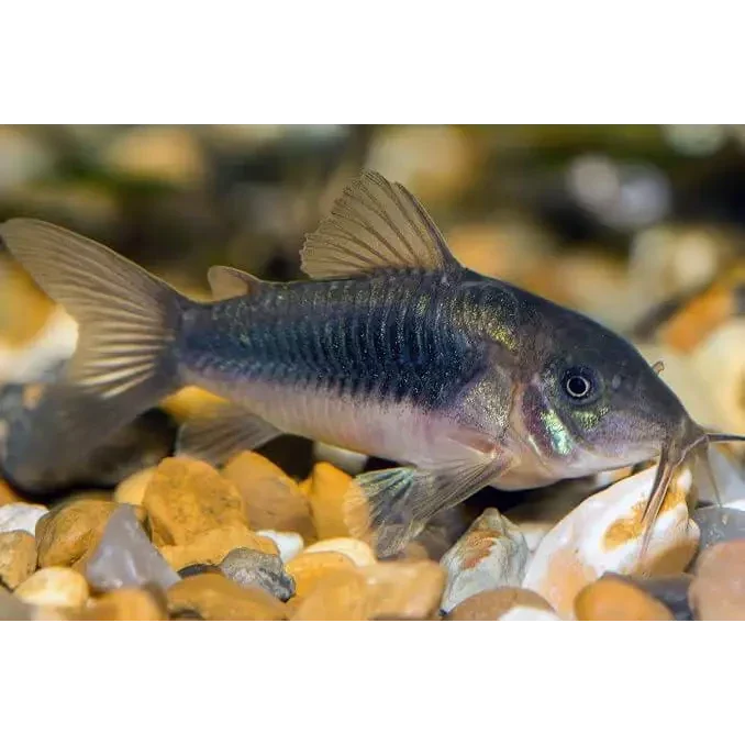 Corydoras catfish with barbels.