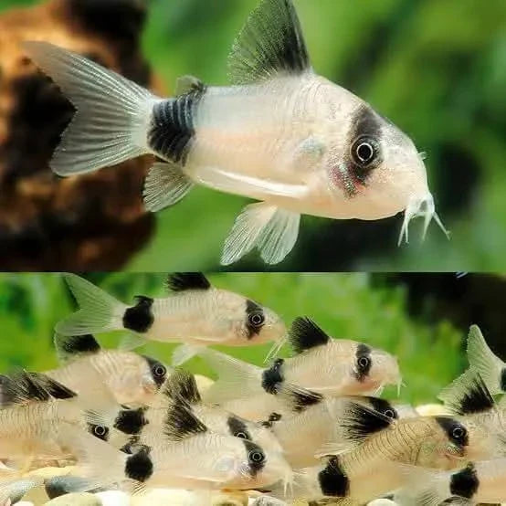 Panda corydoras fish.