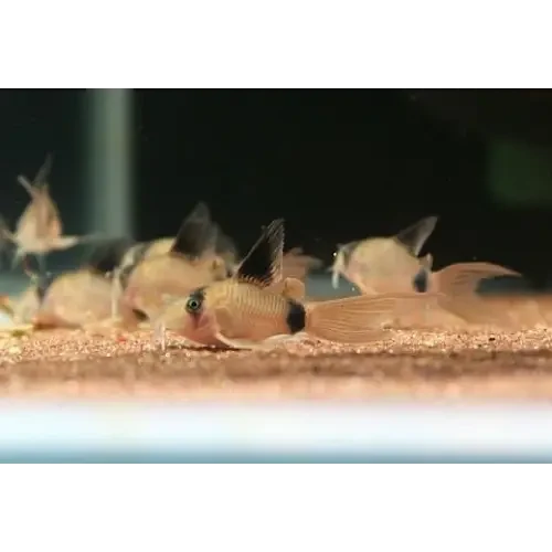 Corydoras panda catfish.