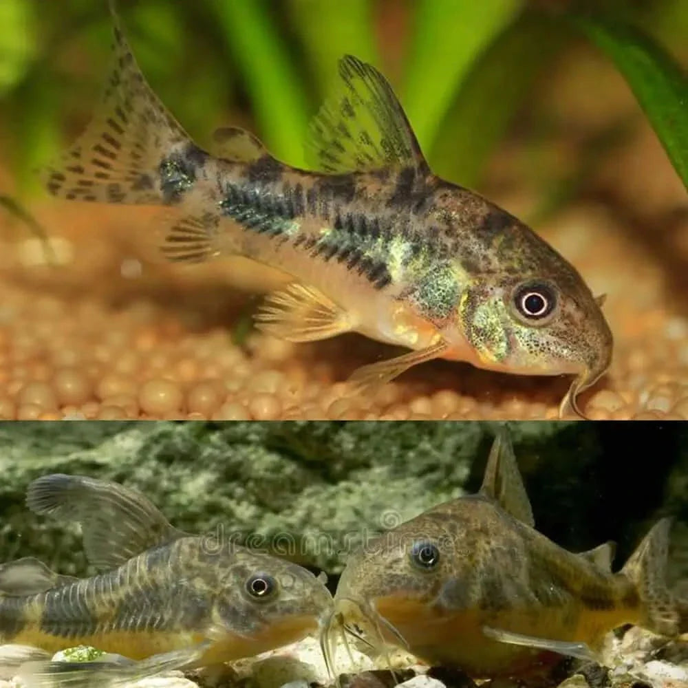 Corydoras catfish.