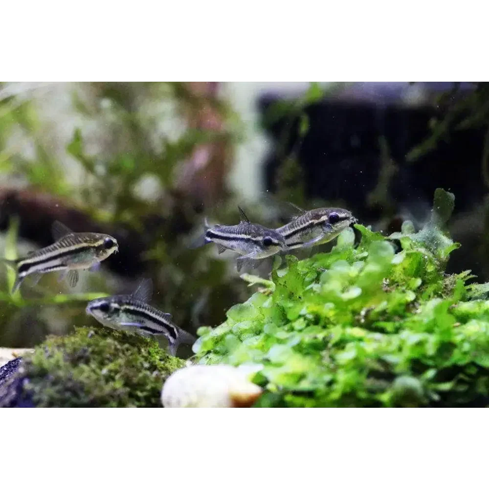 Striped Corydoras fish.