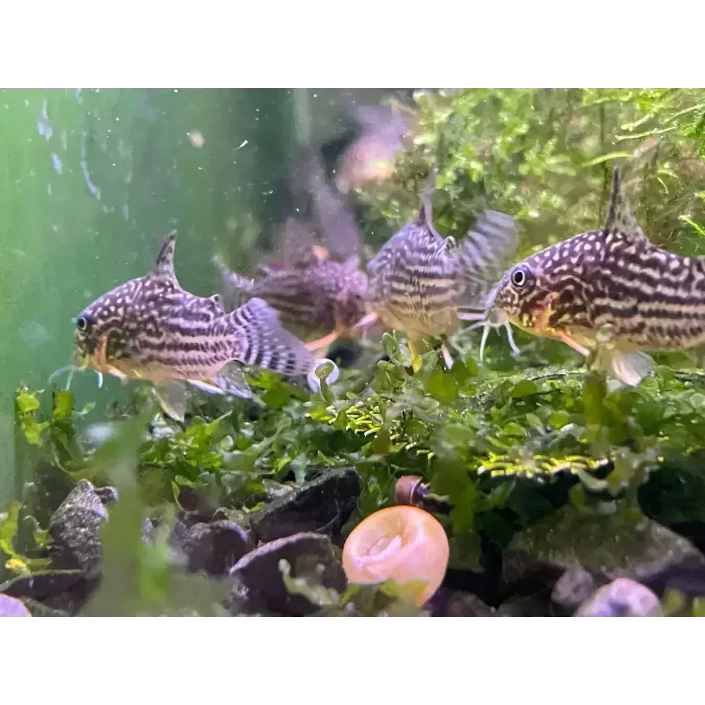 Striped Corydoras fish.
