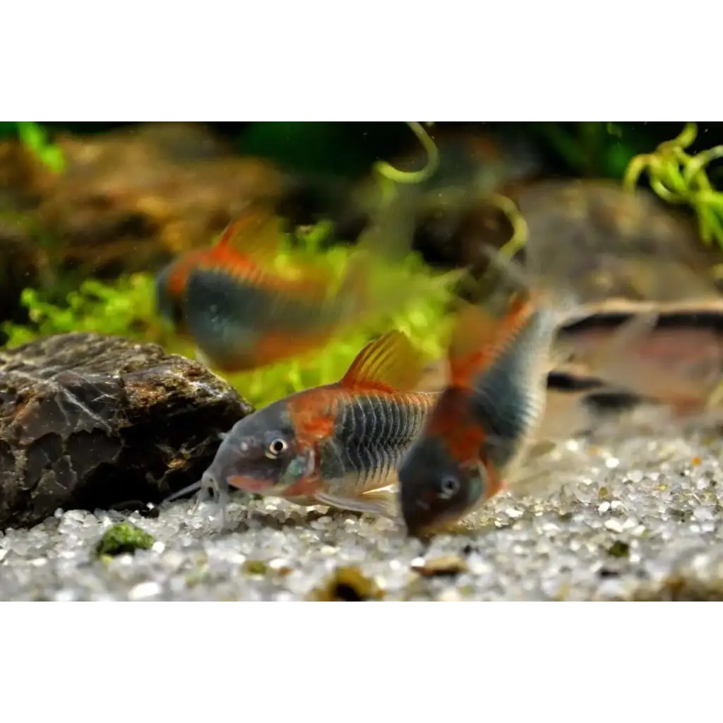 Corydoras fish group.