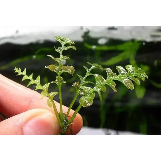crepidomanes auriculatum Fern