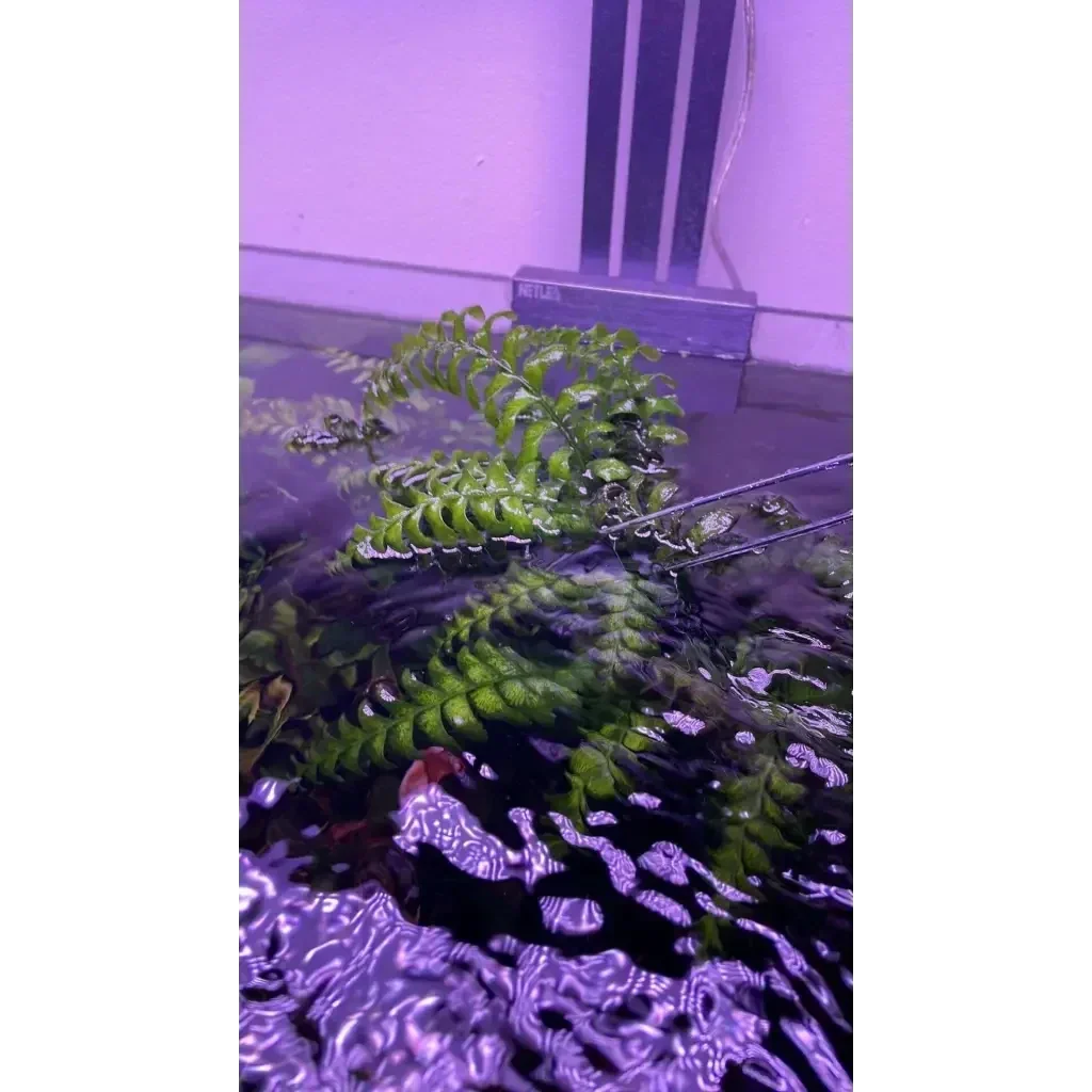 Aquatic green plant.