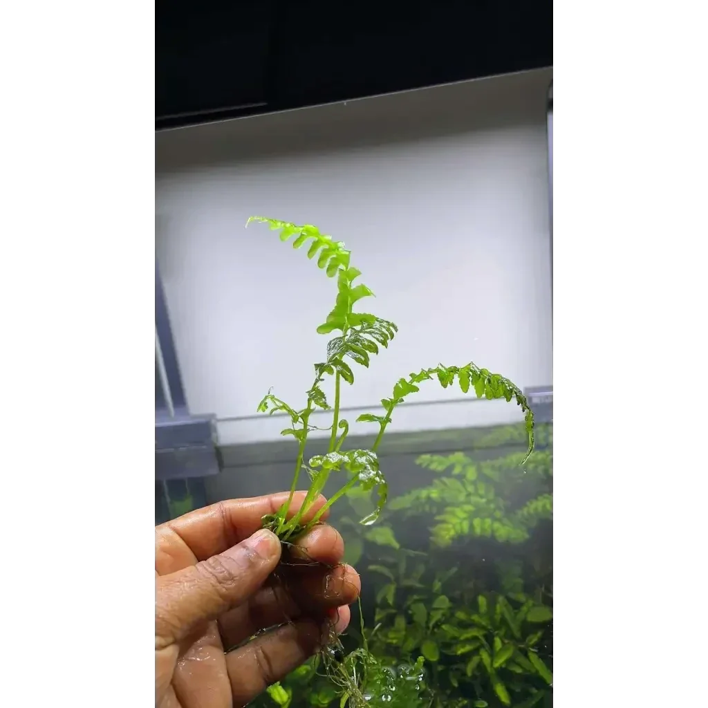 crepidomanes auriculatum Fern