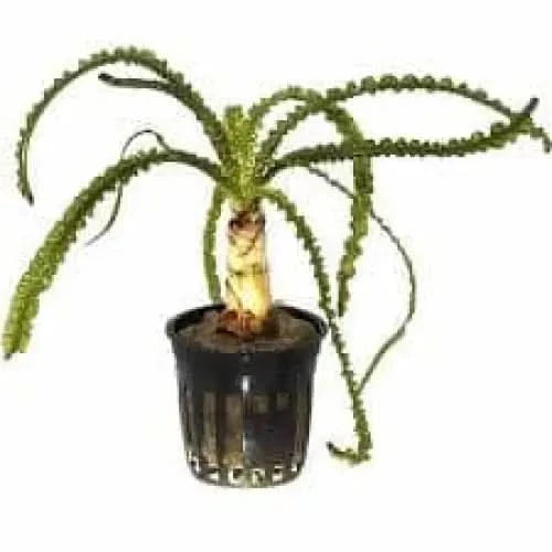 Aponogeton ulvaceus plant in a black pot.